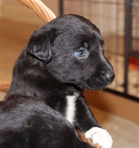 Border Collie Lab Mix Meet The Wonderful Borador