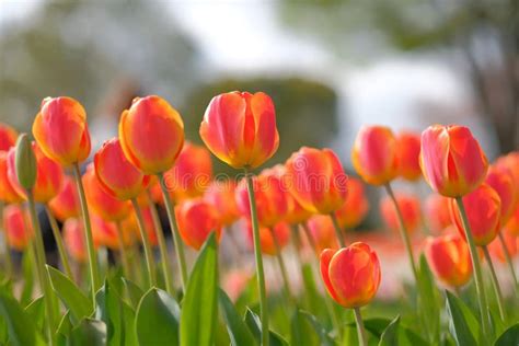 Beautiful Tulip Flowers Blooming In The Garden Stock Image Image Of