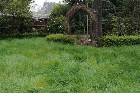 Native California Bent Grass Is A Bright Green Cool Season Grass That Withstands Foot Traffic