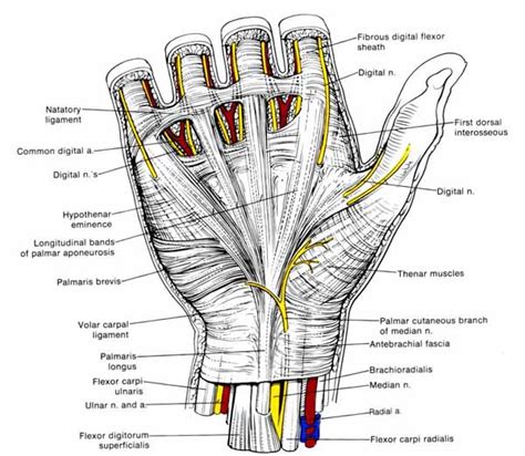 Anatomy Of Hand And Fingers