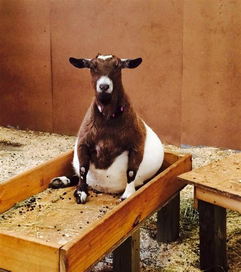 This Pregnant Goat Will Forever Change What You Think Is Beautiful