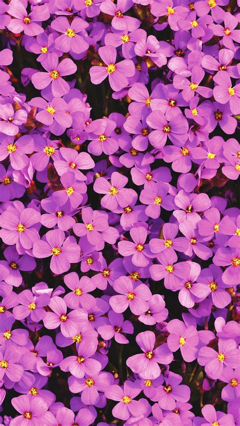 Purple Aubrieta Flowers Free 4k Ultra Hd Mobile Wallpaper