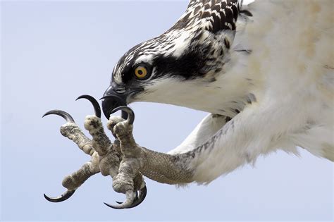 Closeup Of Osprey Talons Deedee Gollwitzer Flickr