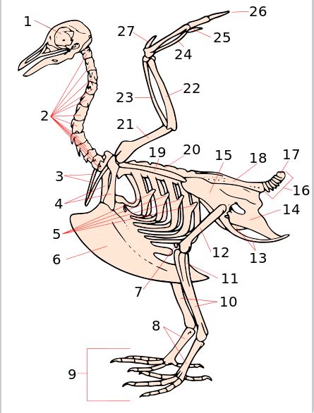 Bird Skeleton Anatomy Diagram Quizlet