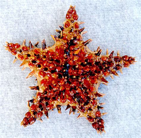 Spiny Sea Star Mexico Sea Star Underwater Life Marine Life
