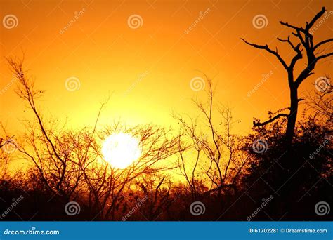 African Sunset Stock Image Image Of Curious Display 61702281