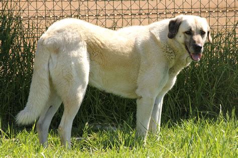 anatolian shepherd dog  big dog breeds