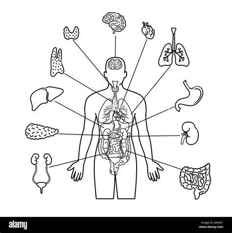 Cuerpo Humano Y órganos Internos Ilustración De Arte De Línea Sobre