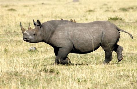 western black rhino declared extinct in 2011 journalists reporting news two years later