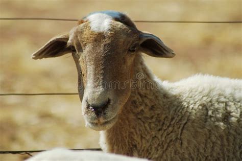 African Sheep Stock Photo Image Of Rock Animal Together 218296