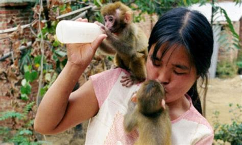 The Wife Who Breastfeeds MONKEYS China S Top Primate Trainer Reveals The Shocking Secret Behind
