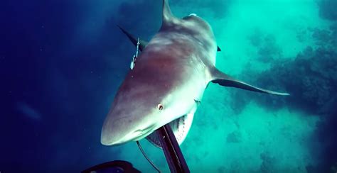 I've never seen a bull shark george burgess, executive director of the international shark attack file, said the shark lost much of its strength when the uncle took hold of its tail. Incredibly Scary Bull Shark Attack Captured On Film!