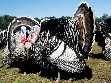 Heritage Turkey Breeds For The Rural American Grit