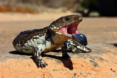Blue Tongue Lizard Western Australia Animal Fawna Inc