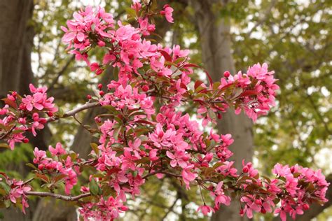 Деревья Цветущие Розовыми Цветами Фото Telegraph