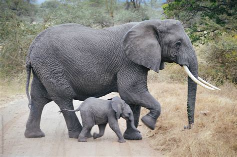 African Elephant Baby And Mother Crossing Road By Stocksy Contributor