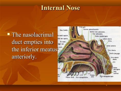 Anatomy And Physiology Of The Nose