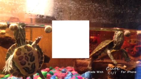 My 30 Gallon Tank Turtle Setup Youtube
