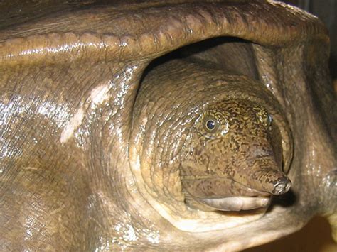 Southeast Asian Softshell Turtle Reptiles And Amphibians Wild Latitudes Borneo Tour