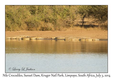 Kruger National Park Limpopo Slideshow Underwater And Land