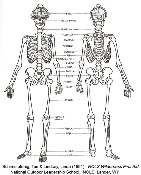 Unlabeled Skeleton Diagram