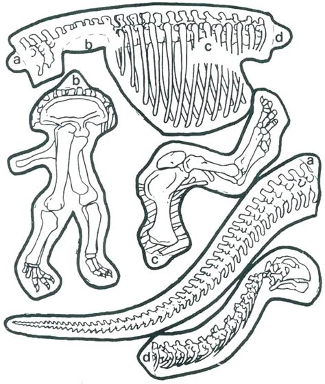 Dinosaur Bones Coloring Page Coloring Pages