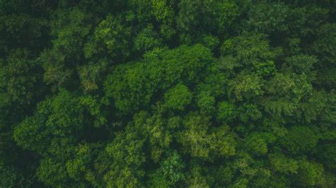 Download Wallpaper 3840x2160 Forest Green Aerial View Trees