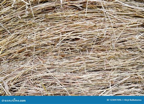 Texture Of A Round Natural Dried Dry Haystack Of Straw Is A Dry Grass