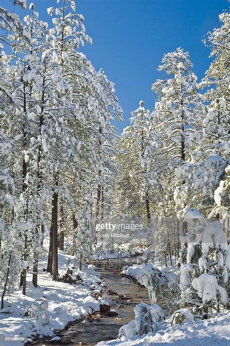 Snow Covered Pine Trees With Stream Stock Photo Getty Images