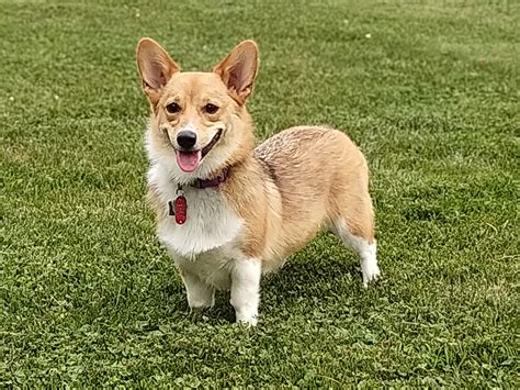 Pembroke Welsh Corgi Dog Breed History And Some Interesting Facts