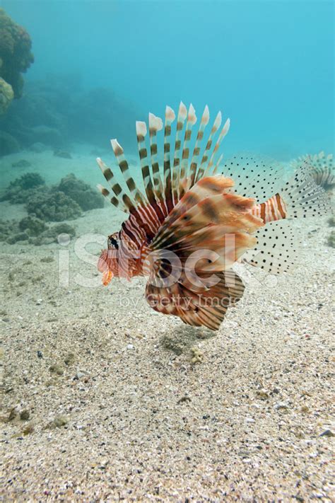 Lionfish At The Bottom Of Tropical Sea Underwater Stock Photos