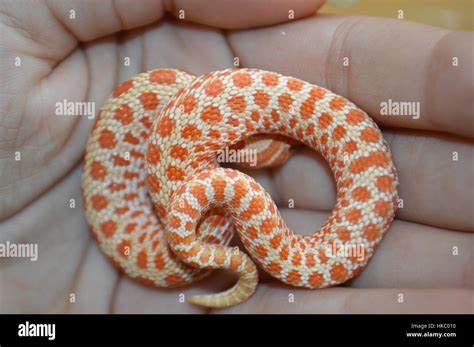 Albino Western Hognose Snake Stock Photo Alamy