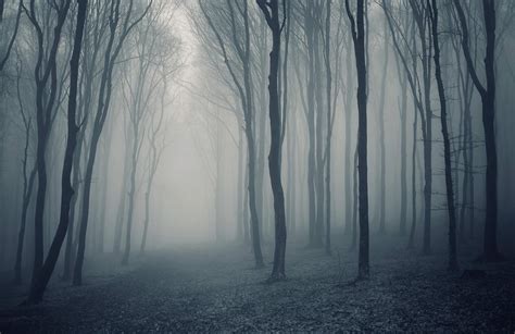 Misty Forest Desktop Wallpaper