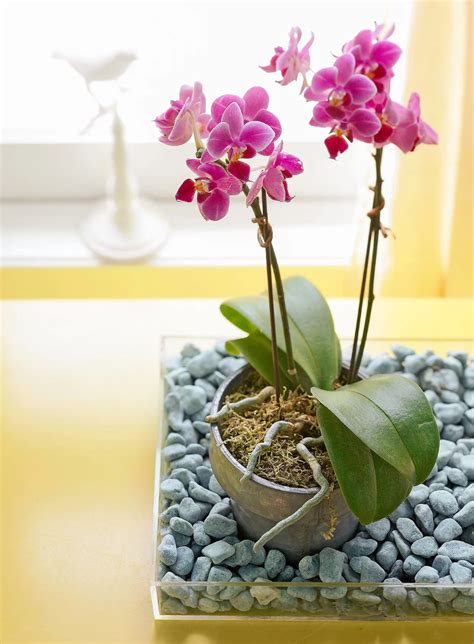 How To Grow Beautiful Orchids Year Round Orchid Care Indoor Orchids