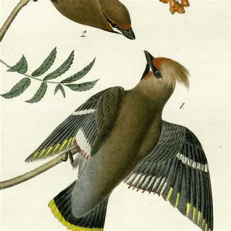 Audubon Bird Prints From Birds Of America 1842