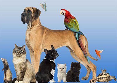 Each person who has a pet should take a good care of it. Tybee Animal Care | Veterinarian Service Provider ...