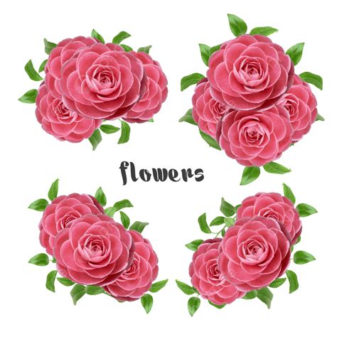 Terpopuler 30 Gambar Bunga Mawar Pink Png Galeri Bung