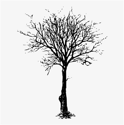 Tree Silhouette Branch Drawing Trunk Old Tree Leafless Tree
