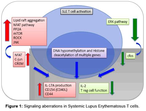 T Cells As Treatment Targets In Systemic Lupus Erythematosus Omics