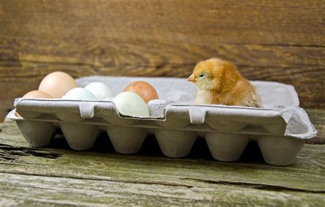 Baby Chicken In Egg Carton Stock Photo Image Of Chickens 15164868
