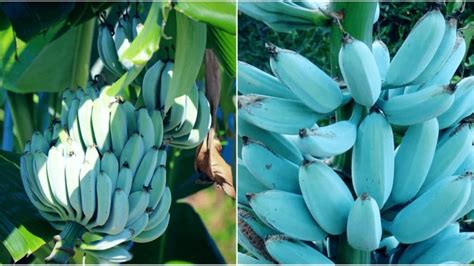 Blue Java Banana Seeds For Sale Musingsandotherfroufrou