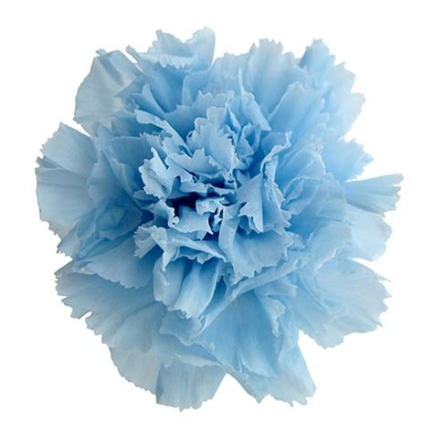Blue Carnation Blue Carnations Carnations Bloom