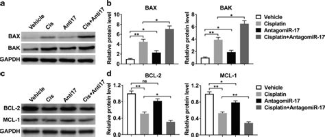 Inhibition Of Mir Promotes Apoptosis Through Modulating The