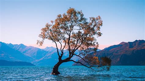 Hd Wallpaper Lake Wanaka New Zealand Lone Tree Lonely Tree Beauty
