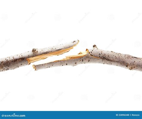 Broken Piece Of Tree Branch Stock Photo Image Of Point Environment
