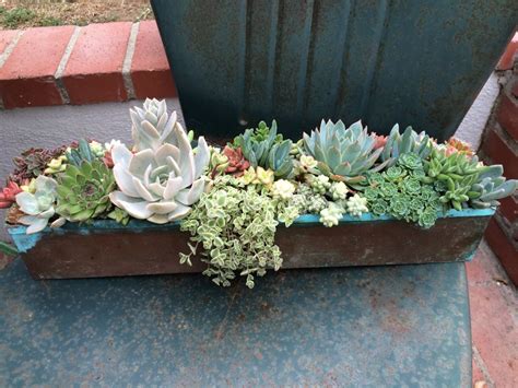 Beautiful Eco Friendly And Drought Resistant Potted Plants Made By