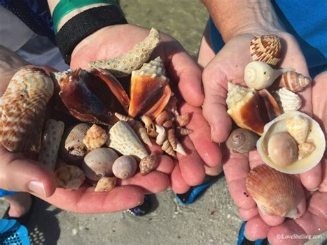 Shells Found Beach Combing South West Florida Shells Found Beach