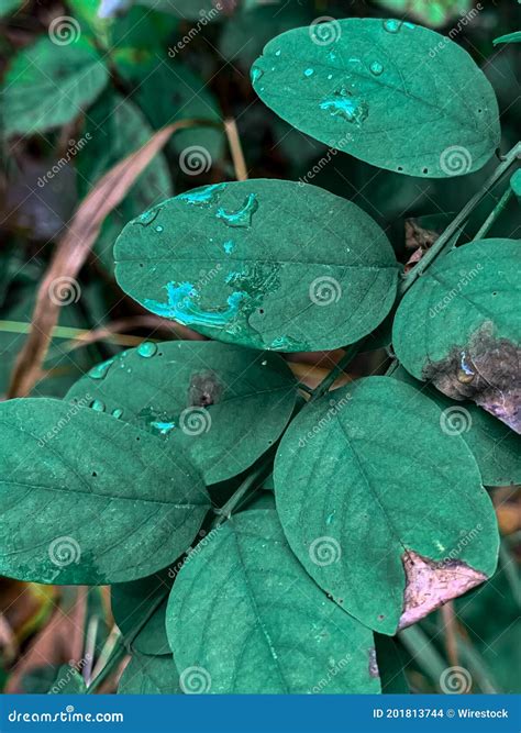 Vertical Closeup Shot Of Wet Dark Green Leaves Stock Photo Image Of
