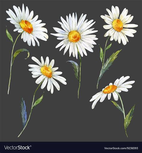 Watercolor Daisy Daisy Painting Daisy Drawing Flower Painting