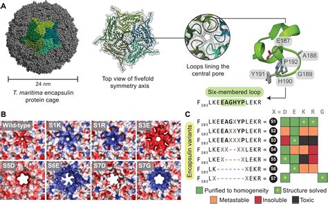 Pore Structure Controls Stability And Molecular Flux In Engineered